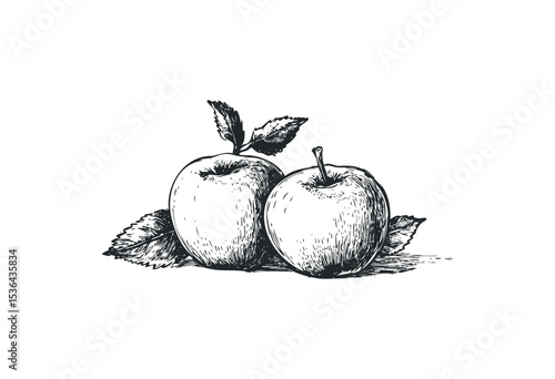 Detailed sketch of two hand-drawn apples with leaves. Vector retro hand drawn illustration