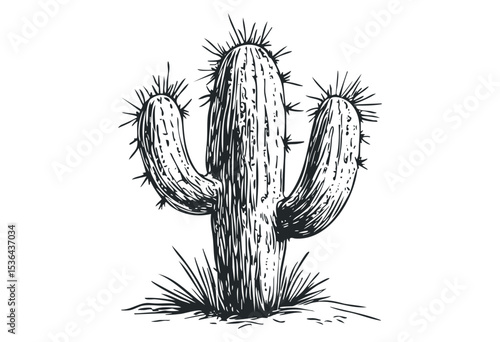 Detailed black and white sketch of a cactus with multiple arms and spines. Vector retro hand drawn illustration