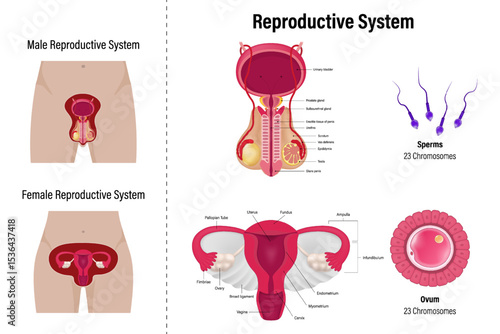 Human reproductive system. Male and female organs vector. Sperm and Ovum.