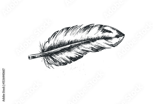 Detailed sketch of a single feather with intricate linework. Vector retro hand drawn illustration
