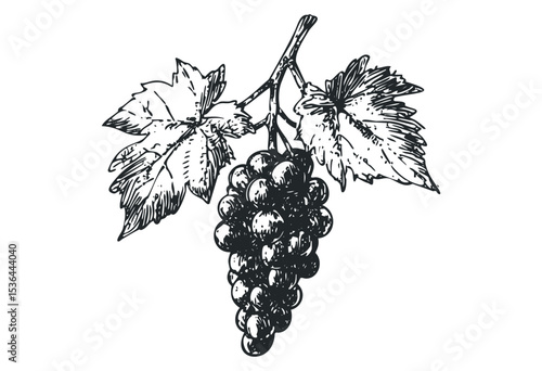 Vintage sketch of a grapevine cluster with detailed leaves. Vector retro hand drawn illustration