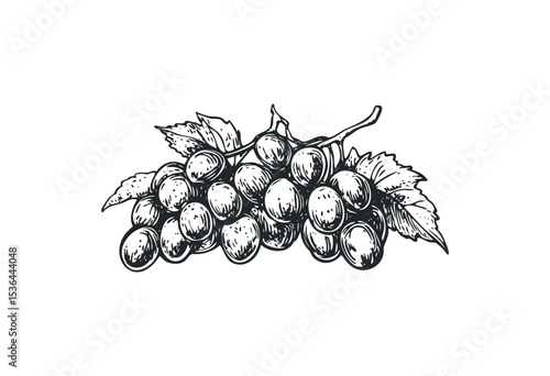 Detailed vintage grapes sketch with leaves. Vector retro hand drawn illustration