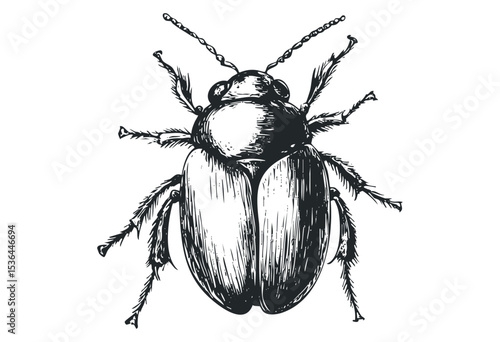 Detailed black and white line art of a beetle with textured shell. Vector retro hand drawn illustration