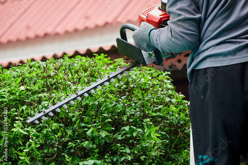 Gardener pruning trees outdoors