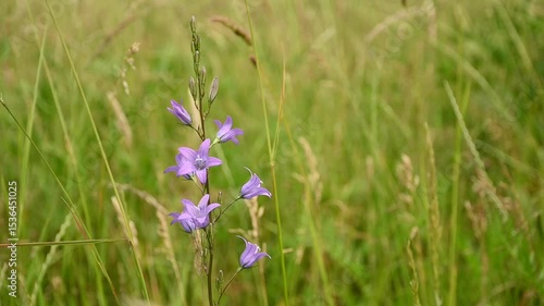 sunny pink rampion bellflower and high grass moving in the wind - Campanula rapunculus
