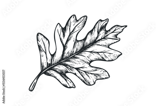 Detailed illustration of a single oak leaf with intricate lines and texture. Vector retro hand drawn illustration