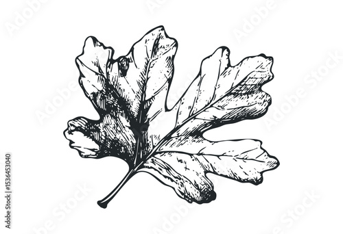 Detailed ink drawing of an oak leaf on a white canvas. Vector retro hand drawn illustration