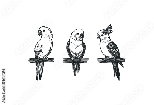 Hand-drawn parrots on perch: cockatoo illustration. Vector retro hand drawn illustration