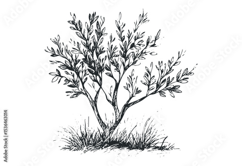 Detailed botanical sketch of a young olive tree with thin branches. Vector retro hand drawn illustration