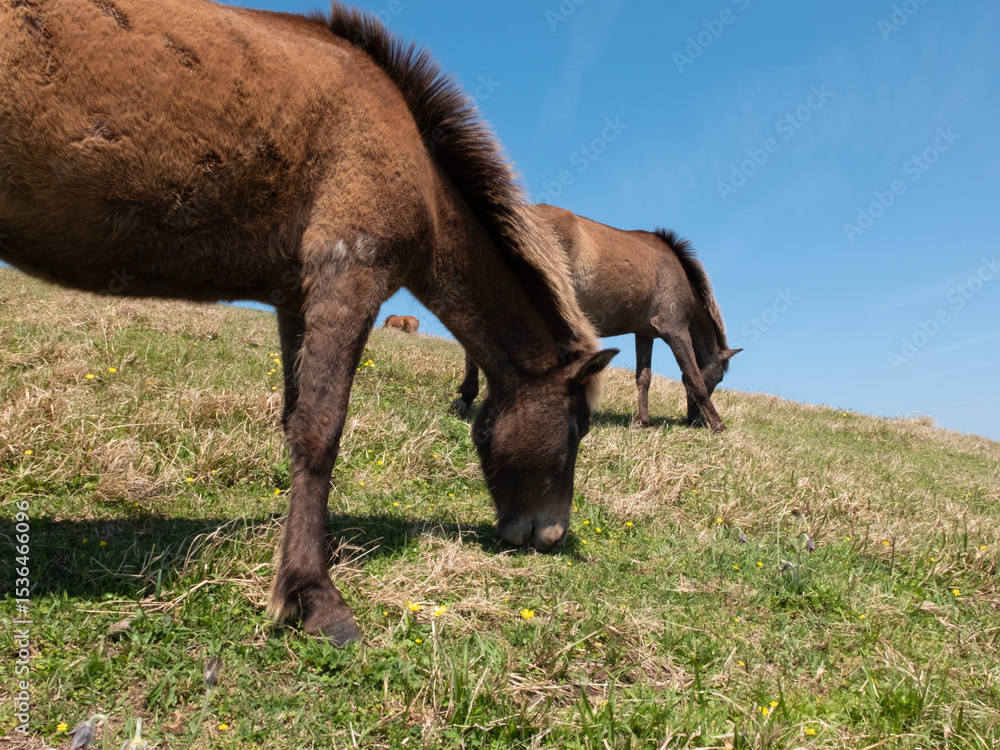Fototapeta premium 春の草原で食事をしている野生馬 <Wild horses feeding on a spring meadow,Cape Toi,japan.>