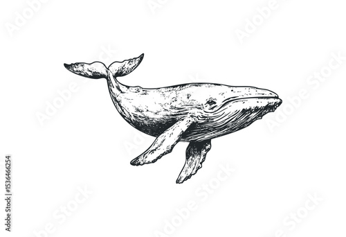 Detailed illustration of a humpback whale in swim pose. Vector retro hand drawn illustration