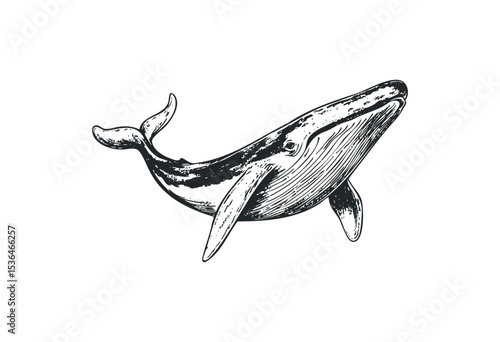 Detailed vintage whale illustration: ink etching of aquatic giant. Vector retro hand drawn illustration
