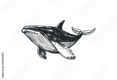 Intricate humpback whale sketch with detailed lines and shading. Vector retro hand drawn illustration