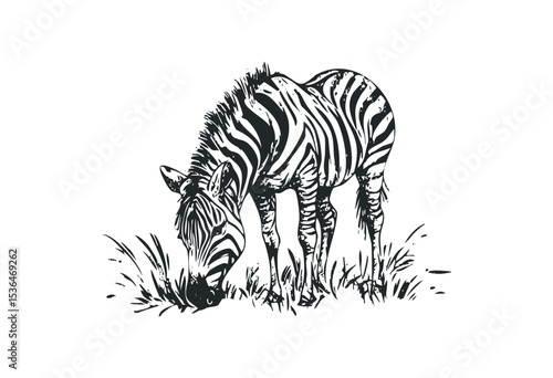 Zebra grazing in stippled black and white illustration. Vector retro hand drawn illustration