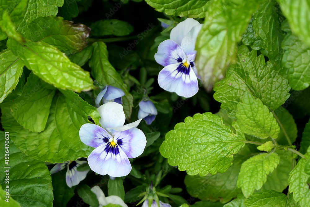 Pansy - violet flowers and green leaves