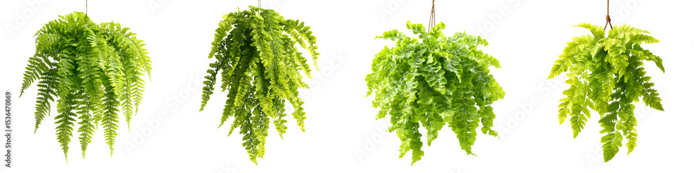 Obraz premium Lush green fern plants in natural setting