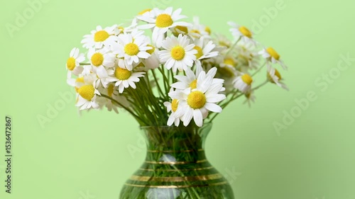 Wallpaper Mural video of beautiful daisy flowers close up Torontodigital.ca