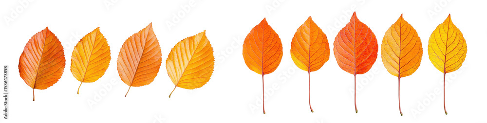 Fototapeta premium A collection of vibrant autumn leaves showcasing warm colors and unique shapes., transparent background