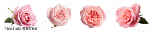 A beautiful collection of delicate pink roses showcasing their unique blooms., transparent background
