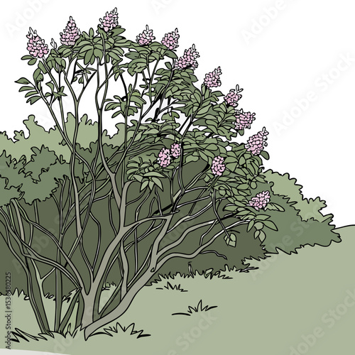 a lot of lilac bush branches thicket