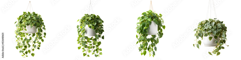 Hanging houseplants in contemporary interior design Hanging houseplants in contemporary interior design