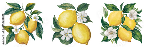 Vector set of lemon tree branches with ripe yellow fruits, green leaves, and white flowers. Watercolor-style botanical illustrations isolated on transparent background. Perfect for packaging and decor
