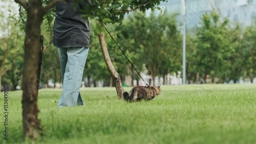 Domestic cat walking on leash with owner in summer park sunny day joyful outdoor activity pet companionship concept animal care lifestyle