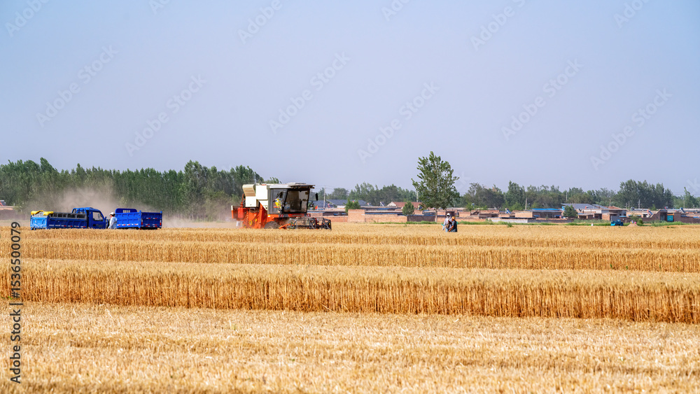 Fototapeta premium Wheat Harvest in a Rural Landscape