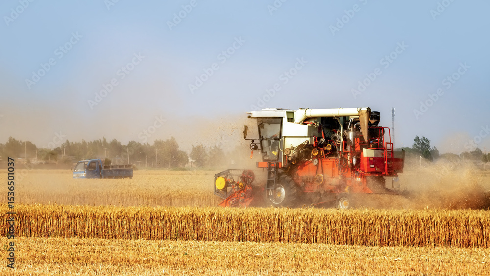 Fototapeta premium Wheat Harvest in a Rural Landscape