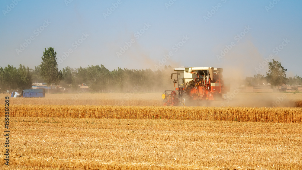 Fototapeta premium Wheat Harvesting in a Rural Field