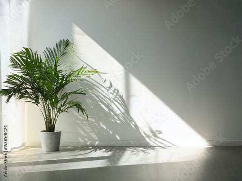 白い壁に観葉植物と太陽の光が美しい部屋