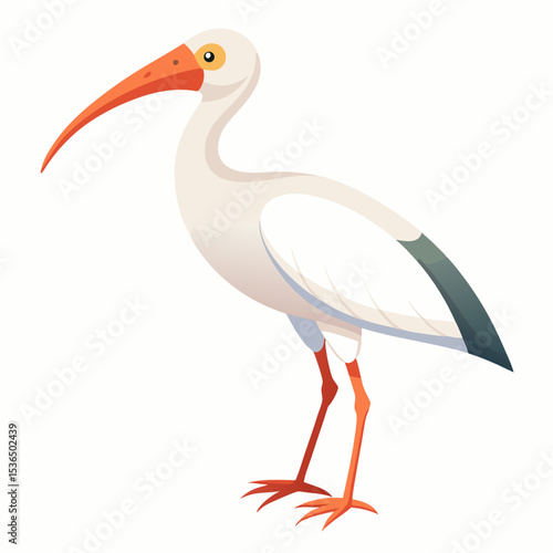white stork ciconia
