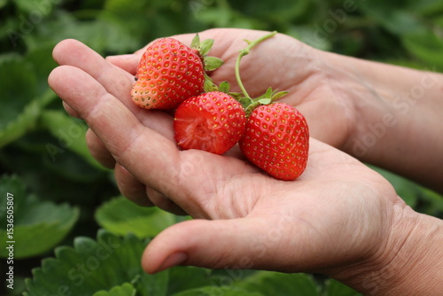 checking strawberries for ripeness, bitten sweet strawberries passed the test