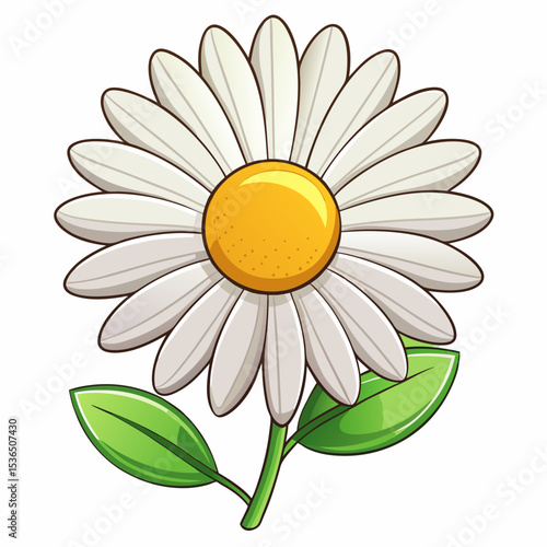 camomile on a white background