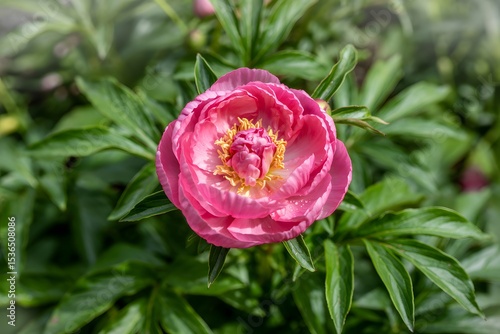Wallpaper Mural Pink peony blossom in lush green garden Torontodigital.ca