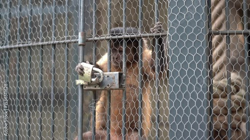 Goats eating from a trough behind a wire fence in their enclosure