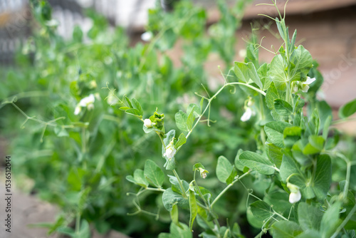 A lush bed of pea plants with vibrant green foliage and delicate white flowers.