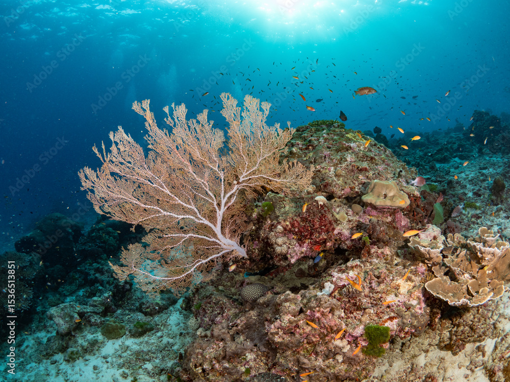 Obraz premium Underwater landscape of Andaman sea, Thailand. Soft coral and Gorgonian Sea Fan with a group of fishes. Scuba diver activity in the blue ocean. Marine life ecosystem.