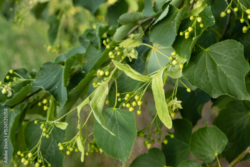Wallpaper Mural Linden Tree Fruits Ripe Nuts on a Branch Tree Torontodigital.ca