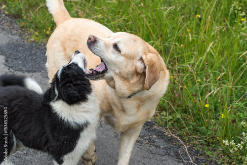 Dos perros jugando a morderse