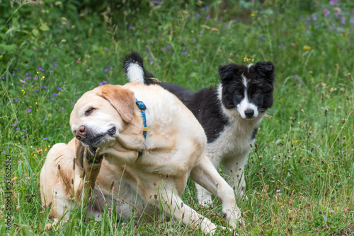Un perro se rasca mientras otro lo mira