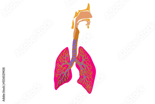 Simplified illustration of the human respiratory system, featuring the larynx, trachea, and brightly colored lungs with intricate bronchi and bronchioles. Ideal for medical education, biology, and