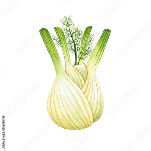 Papier peint Watercolor illustration of fresh fennel with green feathery fronds and a pale bu