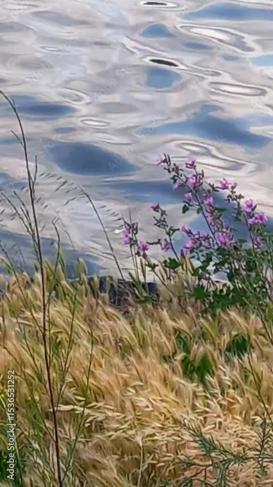 custom made wallpaper toronto digitalFlowers at the water side in summer , beautiful sea view and nature