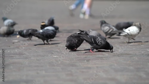 Close-up of pigeons pecking at crumbs on a city sidewalk