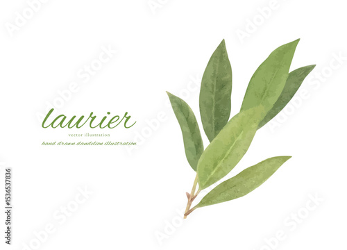 水彩で描いたローリエの葉のカットイラスト