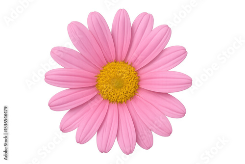 Pink daisy with yellow center standing against transparent background, highlighting soft petals and intricate floral structure