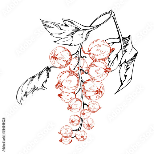 Currant gooseberry cluster bunch raceme with leaves, ripe garden berry casseille jostaberry juneberry, vector ink hand drawn. Isolated botanical illustration. Fresh organic food packaging, branding
