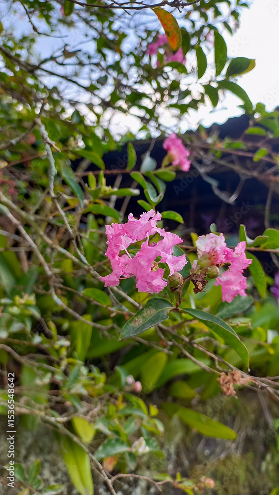 Naklejka premium Lagerstroemia indica