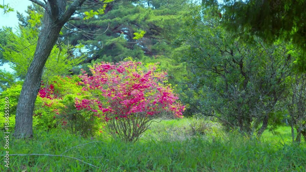 新緑に映えるヤマツツジの花 新緑に映えるヤマツツジの花